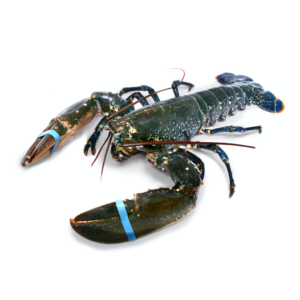 BLUE LOBSTER (2pc, 1200g)