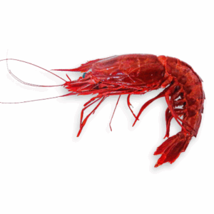 CARABINEROS (RED PRAWNS), 8pcs (1kg)