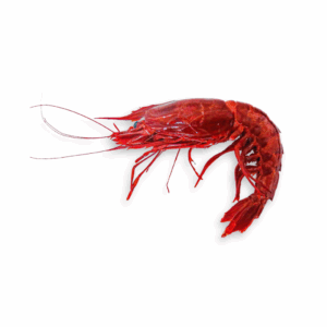 Carabineros Wild Red Prawns (10 pcs/kg) from Spain | Premium Seafood